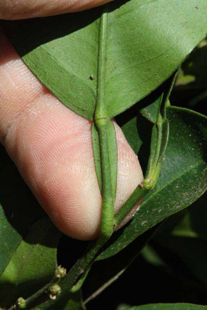              Petiole (Riverside, CA)       